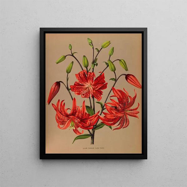 The Tigré Lily in full bloom - Arentina Hendrica Arendsen — framed artwork on a wall