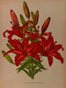 L'incomparable lily umbrella - Arentina Hendrica Arendsen — artwork view