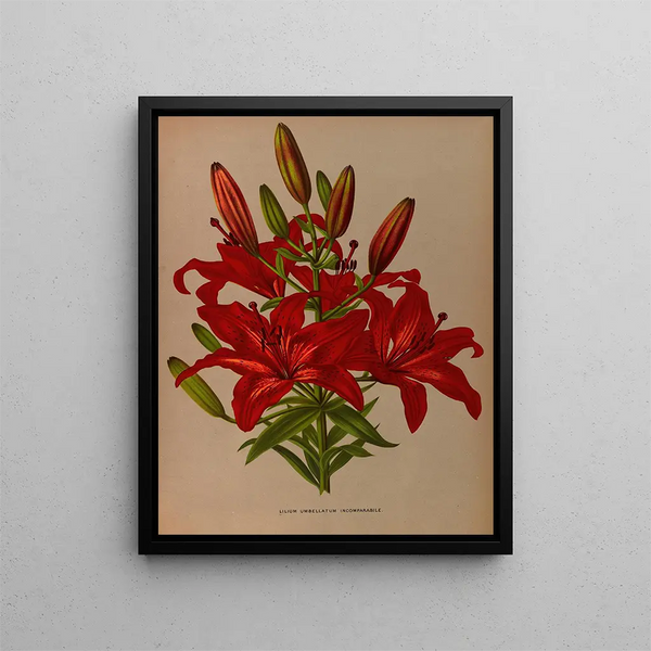 L'incomparable lily umbrella - Arentina Hendrica Arendsen — framed artwork on a wall