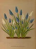 Muscari botryoides Muscari botryoides Var Alba - Arentina Hendrica Arendsen — artwork view