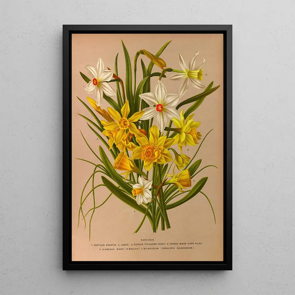Narcisse 1 - Arentina Hendrica Arendsen — framed artwork on a wall