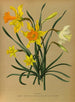 Narcisse 3 - Arentina Hendrica Arendsen — artwork view