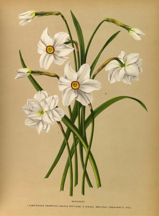 Narcisse 4 - Arentina Hendrica Arendsen — artwork view