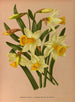 Narcisse bicolore 2 Narcisse bicolore Var Horsfieldi - Arentina Hendrica Arendsen — artwork view