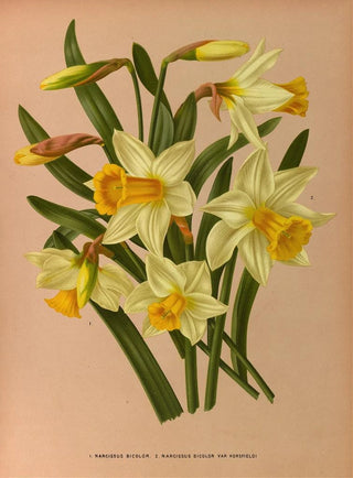 Narcisse bicolore 2 Narcisse bicolore Var Horsfieldi - Arentina Hendrica Arendsen — artwork view