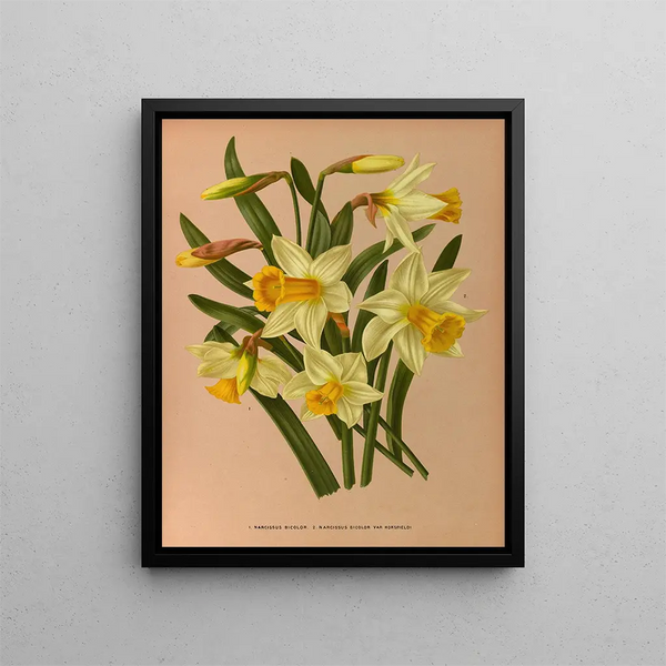Narcisse bicolore 2 Narcisse bicolore Var Horsfieldi - Arentina Hendrica Arendsen — framed artwork on a wall
