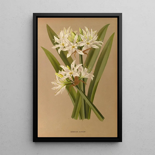 Reproduction of the painting Pancratium illyricum - Arentina Hendrica Arendsen