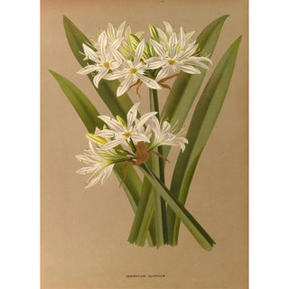 Reproduction of the painting Pancratium illyricum - Arentina Hendrica Arendsen