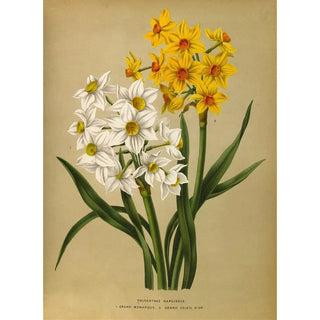 Narcisse polyanthus Grand Monarque Grand Soleil d'Or - Arentina Hendrica Arendsen — artwork view