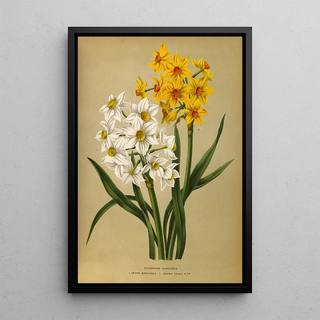 Narcisse polyanthus Grand Monarque Grand Soleil d'Or - Arentina Hendrica Arendsen — framed artwork on a wall