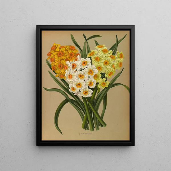 Narcissus Polyanthus - Arentina Hendrica Arendsen — framed artwork on a wall