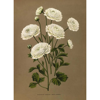 Ranunculus Hercules white turban - Arentina Hendrica Arendsen — artwork view