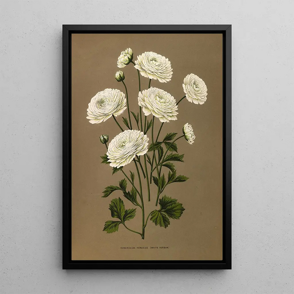 Ranunculus Hercules white turban - Arentina Hendrica Arendsen — framed artwork on a wall