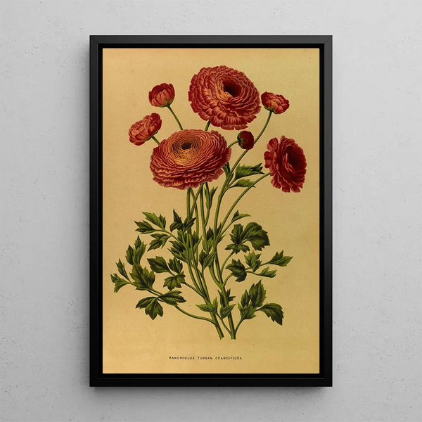 Ranunculus turban grandiflora - Arentina Hendrica Arendsen — framed artwork on a wall