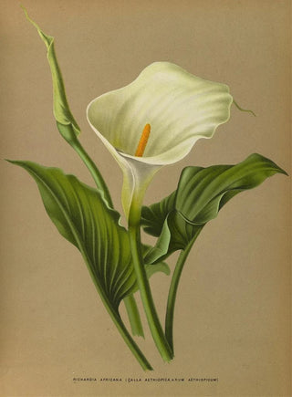 Richardia africana - Arentina Hendrica Arendsen — artwork view