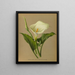 Richardia africana - Arentina Hendrica Arendsen — framed artwork on a wall