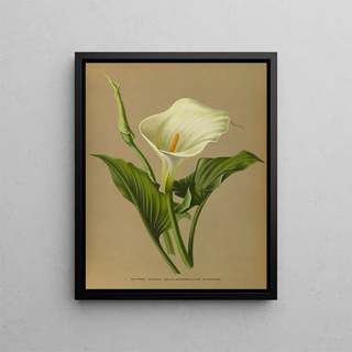 Richardia africana - Arentina Hendrica Arendsen — framed artwork on a wall