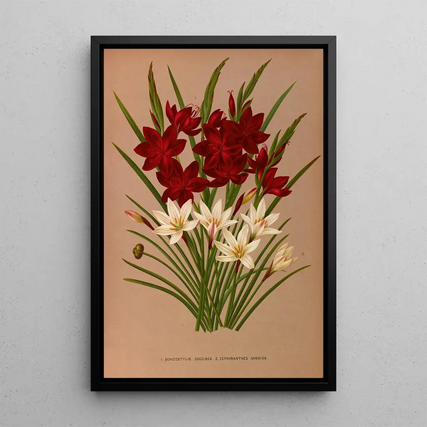 Schizostylis coccinea Zephyranthes candida - Arentina Hendrica Arendsen — framed artwork on a wall