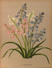 Scilla campanulata varr - Arentina Hendrica Arendsen — artwork view