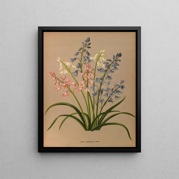Scilla campanulata varr - Arentina Hendrica Arendsen — framed artwork on a wall