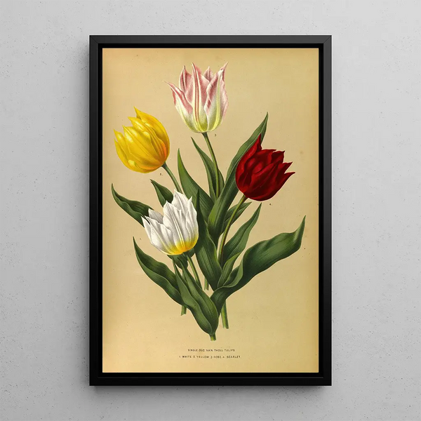 Reproduction of the painting Tulipes simples Duc Van Tholl - Arentina Hendrica Arendsen