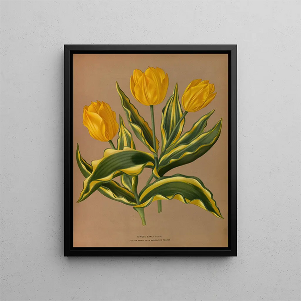 Tulip early simple Prince yellow with variegated foliage - Arentina Hendrica Arendsen — framed artwork on a wall