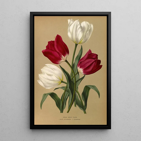 Reproduction of the painting Tulipes simples précoces White Pottebakker Proserpine - Arentina Hendrica Arendsen