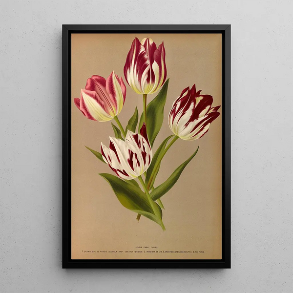 Tulipes simples précoces 2 - Arentina Hendrica Arendsen — framed artwork on a wall