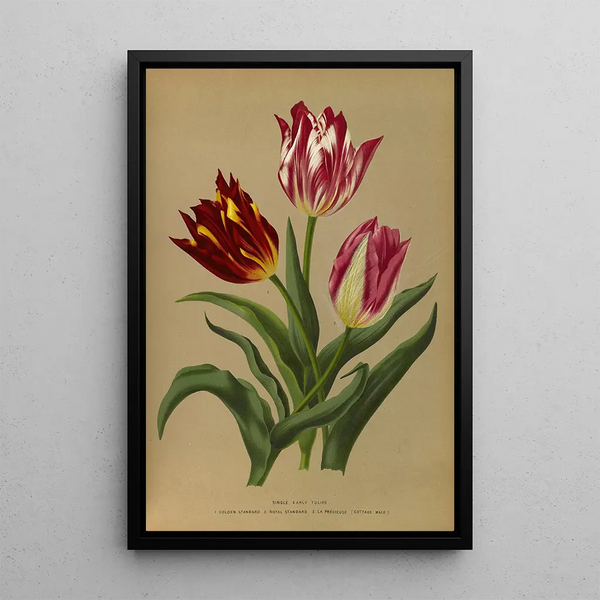 Reproduction of the painting Tulipes simples précoces 3 - Arentina Hendrica Arendsen