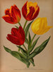 Early Simple Tulips 4 - Arentina Hendrica Arendsen — artwork view