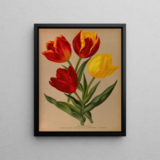 Early Simple Tulips 4 - Arentina Hendrica Arendsen — framed artwork on a wall