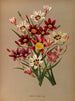 Sparaxis tricolore varr - Arentina Hendrica Arendsen — artwork view