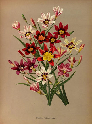 Sparaxis tricolore varr - Arentina Hendrica Arendsen — artwork view