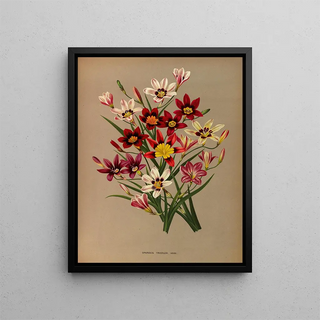 Sparaxis tricolore varr - Arentina Hendrica Arendsen — framed artwork on a wall