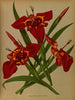 Tigridia pavonia Ferraria tigridia - Arentina Hendrica Arendsen — artwork view