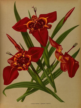 Tigridia pavonia Ferraria tigridia - Arentina Hendrica Arendsen — artwork view