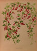 Tropaeolum pentaphyllum - Arentina Hendrica Arendsen — artwork view