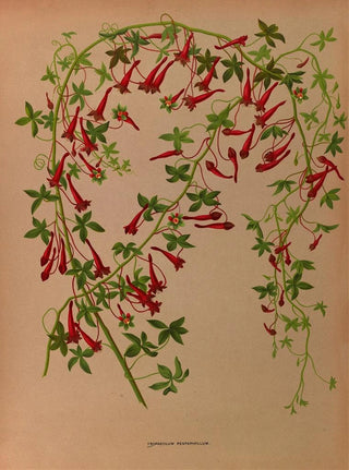Tropaeolum pentaphyllum - Arentina Hendrica Arendsen — artwork view