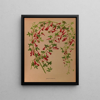 Tropaeolum pentaphyllum - Arentina Hendrica Arendsen — framed artwork on a wall