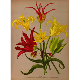 Tulipa - Arentina Hendrica Arendsen — artwork view