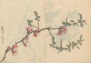 Ariyoshi Kondo - Sketchbook Pl096.webp