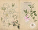 Sketchbook Pl107 - Ariyoshi Kondo — artwork view