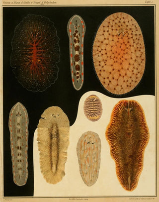 Arnold Lang - Die polycladen des golfes von Neapel und der angrenzenden meeresabschnitte pl1.webp