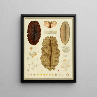 Arnold Lang - Die polycladen des golfes von Neapel und der angrenzenden meeresabschnitte pl10.webp