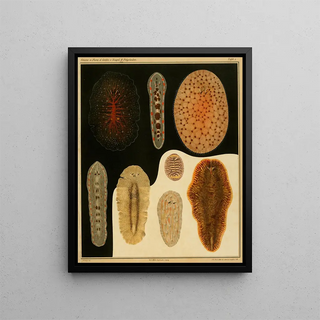 Arnold Lang - Die polycladen des golfes von Neapel und der angrenzenden meeresabschnitte pl1.webp