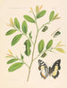 Les charaxidés et les apaturidés de la colonie du Cameroun pl 1 - Arnold Schultze — artwork view