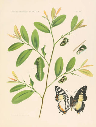 Les charaxidés et les apaturidés de la colonie du Cameroun pl 1 - Arnold Schultze — artwork view