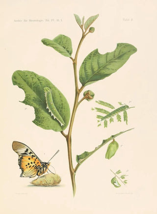Les charaxidés et les apaturidés de la colonie du Cameroun pl 2 - Arnold Schultze — artwork view