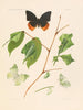 Les charaxidés et les apaturidés de la colonie du Cameroun pl 3 - Arnold Schultze — artwork view