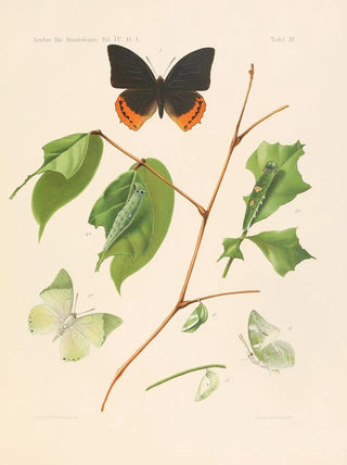Les charaxidés et les apaturidés de la colonie du Cameroun pl 3 - Arnold Schultze — artwork view